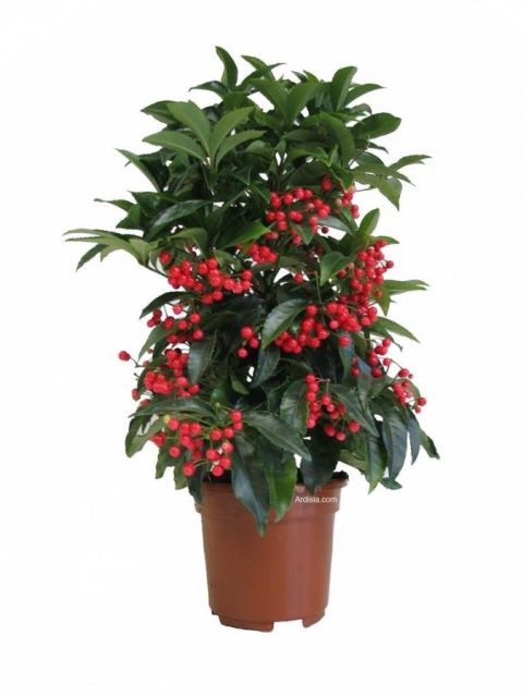 Ardisia de Navidad 4
