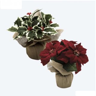 Planta de Pascua o acebo