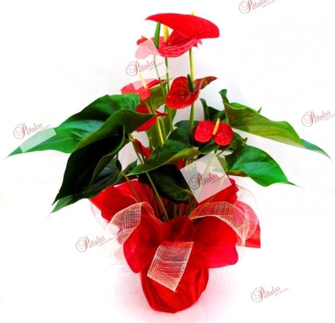 Planta anthurium Mom