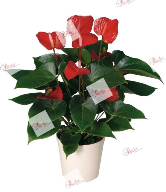 Planta anthurium Fernando