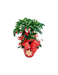 Ardisia de Navidad 1