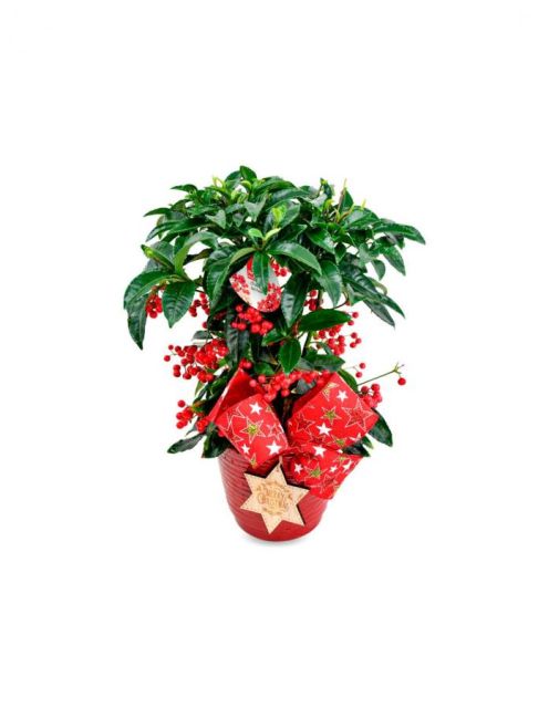 Ardisia de Navidad 1