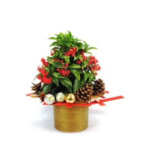Ardisia de Navidad 5