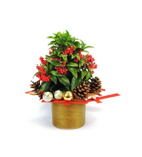 Ardisia de Navidad 5