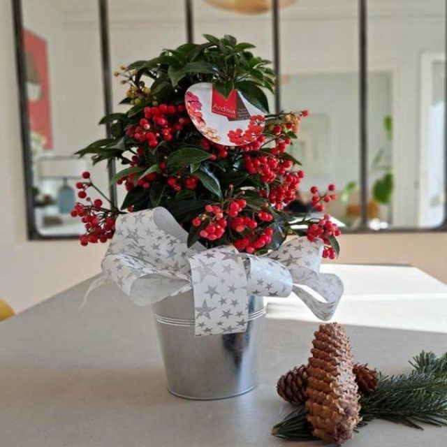 Ardisia de Navidad 3