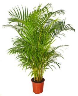 Planta Areca