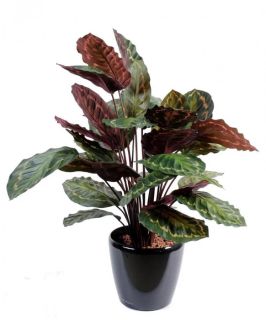 Planta Calathea