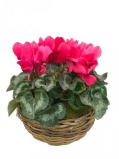 Centro Cyclamen Raili