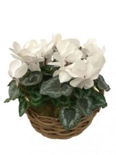 Centro Cyclamen Ricky