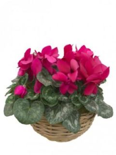 Centro Cyclamen Robin