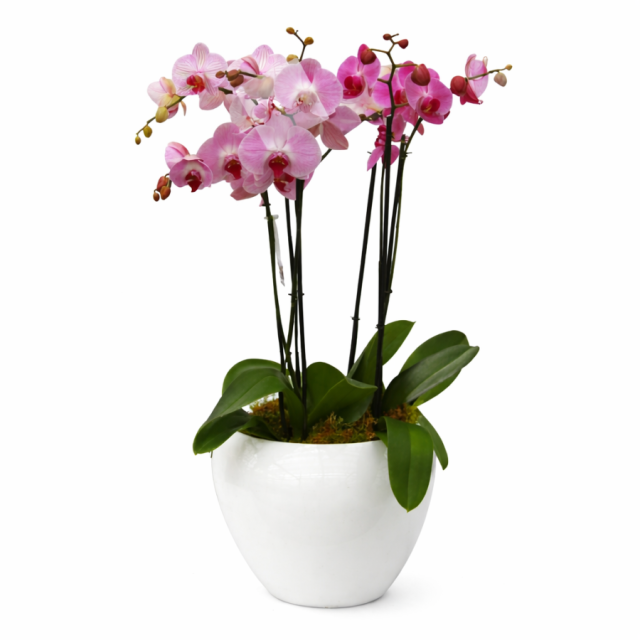 Centro de orquídeas Adoración