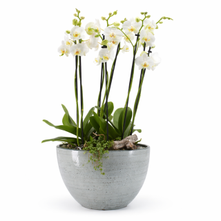 Centro de orquídeas Vicente