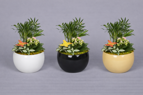 Centro de plantas Adriana