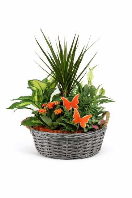 Centro de plantas Luna