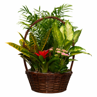 Centro de plantas Tamara