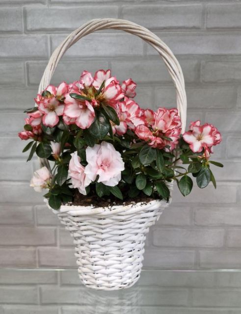 Cesta de plantas Gerbasio