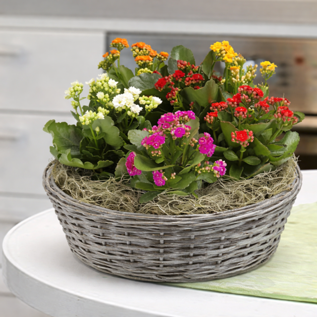 Cesta de Kalanchoes Claudia