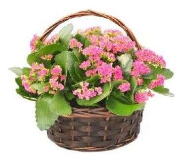 Cesta de Kalanchoes Rufi