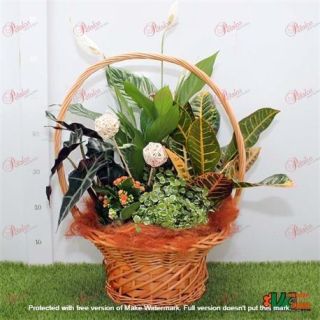 Cesta de plantas Crispo