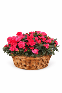 Centro de plantas Clara