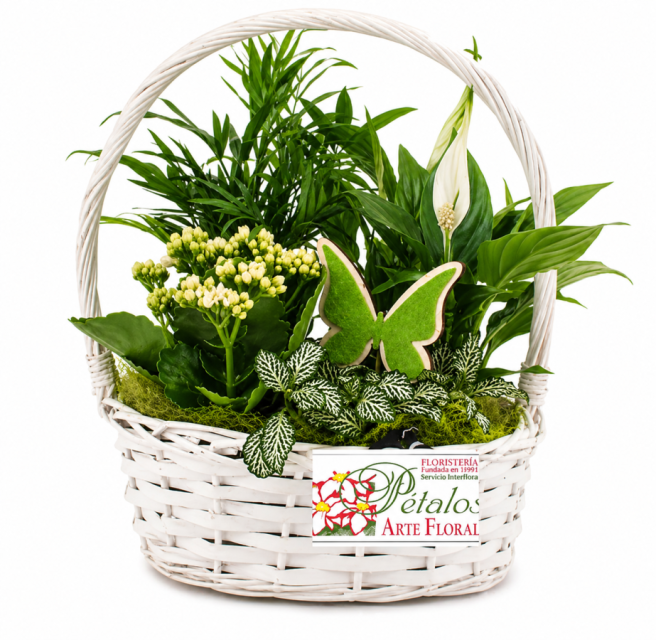 Cesta de plantas Enzo
