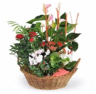 Cesta de plantas Ginger