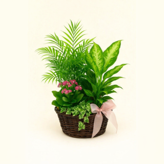 Centro de plantas Katia