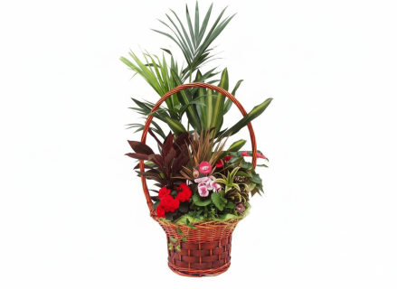 Cesta de plantas Layka