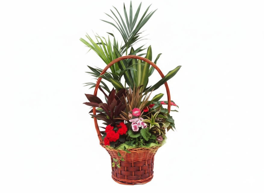 Cesta de plantas Layka