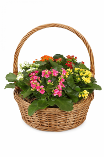 Cesta de plantas Nidia