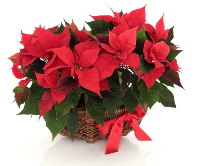 Cesta Poinsettia Noel