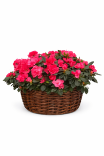 Centro de Azaleas Romina