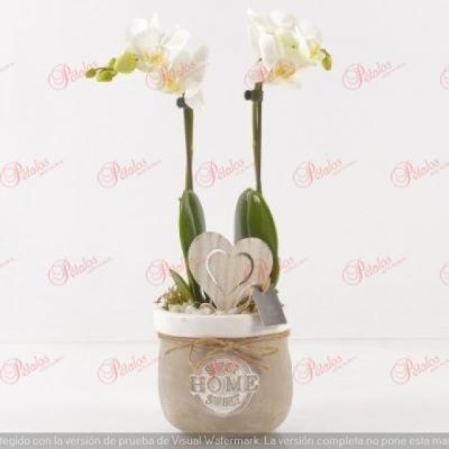 Orquídea Eloisa