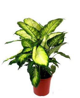 Dieffenbachia Ida