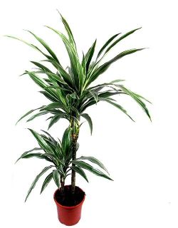 Dracaena Deremensis Ivo