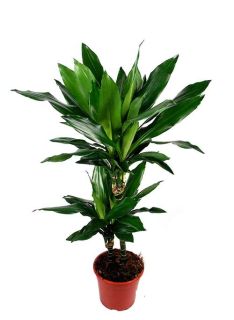 Dracaena Janet Craig Isidoro