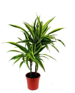 Dracaena Lemon isa