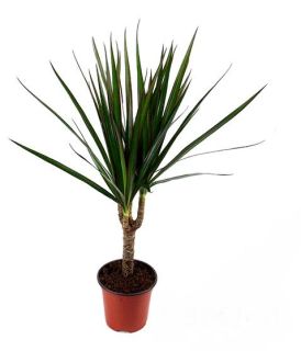 Dracaena Marginata 1 tronco