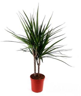 Dracaena Marginata Indiana