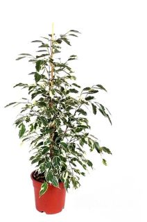 Ficus Benjamina Indio