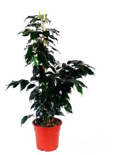 Ficus benjamina Danielle