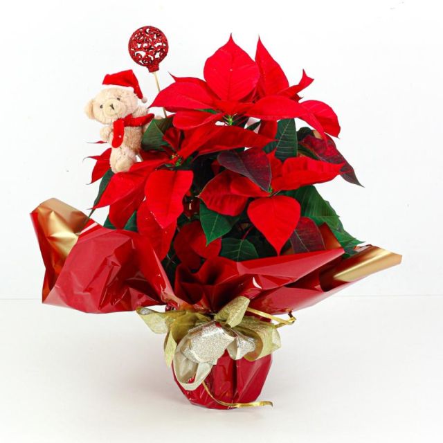 Flor de Pascua Panel