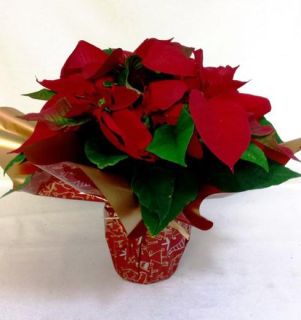 Flor de Pascua Leandra