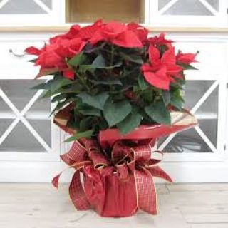 Flor de Pascua Leila