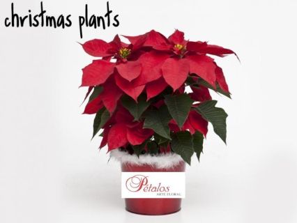Flor de Pascua Nevada