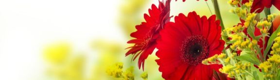 https://www.floristeriapetalos.com/pics/contenido/gerbera-daisies-billings-mt-576x165.jpg