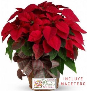 Flor de Pascua Tiago