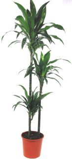 Dracaena Janet Craig