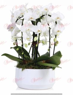 Orquídea Halley
