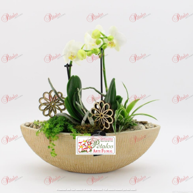Orquídea Silvestre